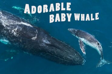 ADORABLE BABY HUMPBACK WHALE & Doting Mother