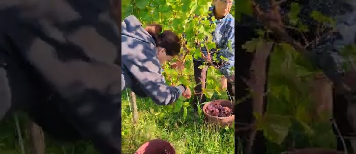 Vendanges Haag x SBRETZEL