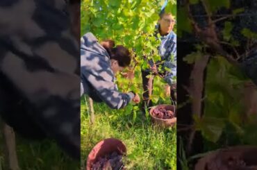 Vendanges Haag x SBRETZEL