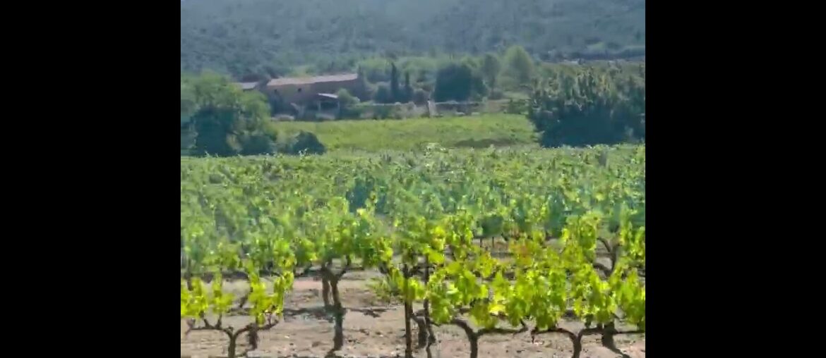 The Vineyards of the South of France, 2022