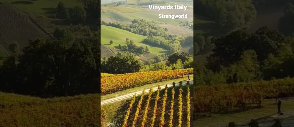 vineyards wine italy best moments in Italy yards