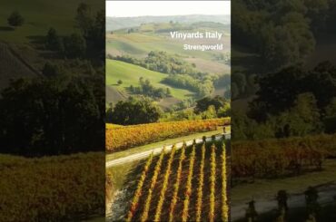 vineyards wine italy best moments in Italy yards