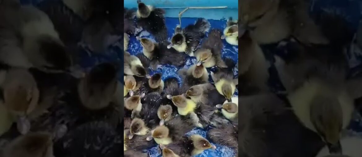 French Siamese Duck Soaked in Wine