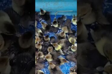 French Siamese Duck Soaked in Wine