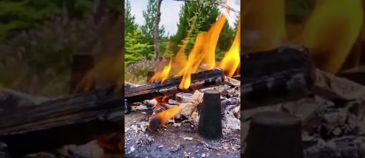 foodies | food blogger | food recipes | french fries | sandwiches | yummy yummy |