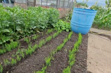 Asparagus Precoce D’Argentuil 30 07 22