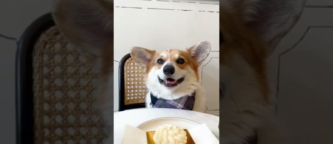 Dog Cafe Offers Fine-Dining Experience