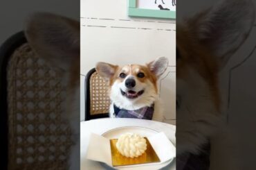 Dog Cafe Offers Fine-Dining Experience