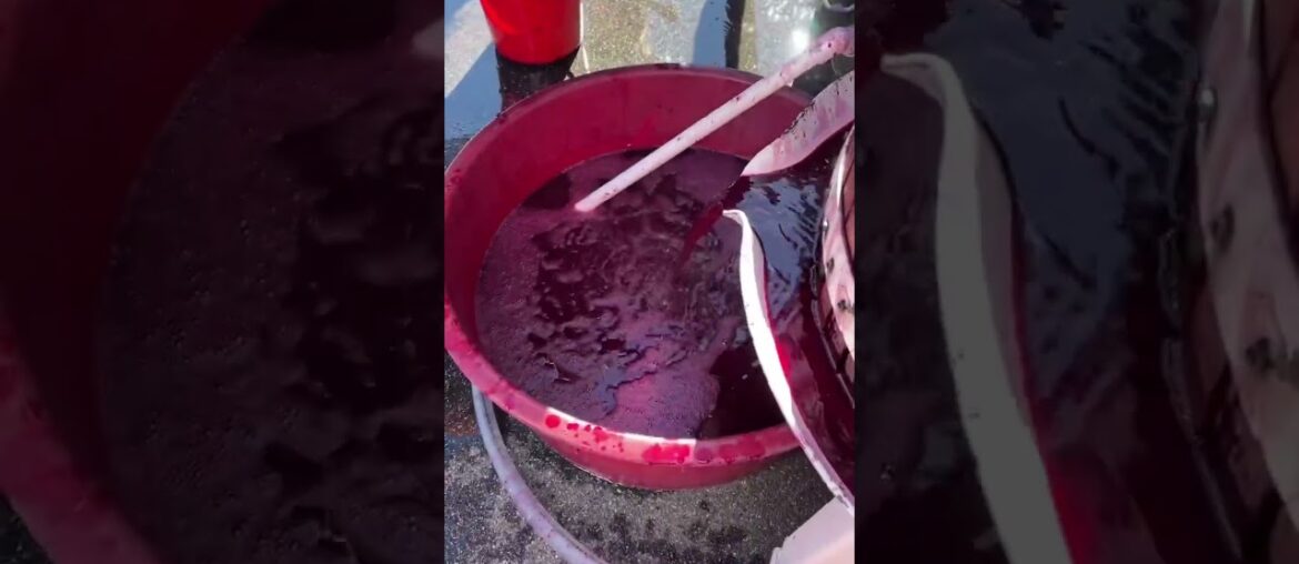 #shorts Pressing Our Grapes #shorts Pressing Our Grapes