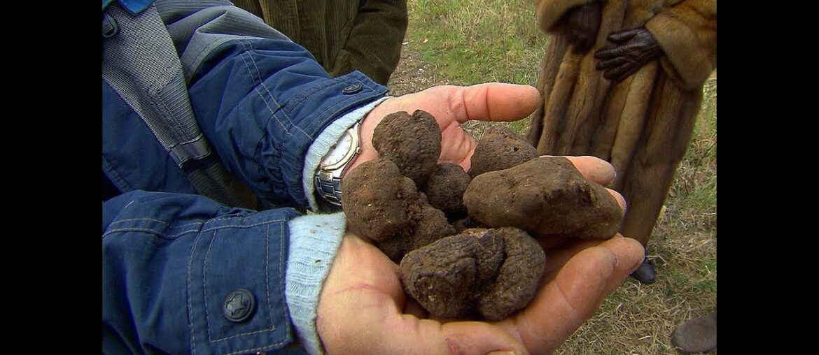 Truffles: The Most Expensive Food in the World