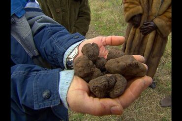 Truffles: The Most Expensive Food in the World