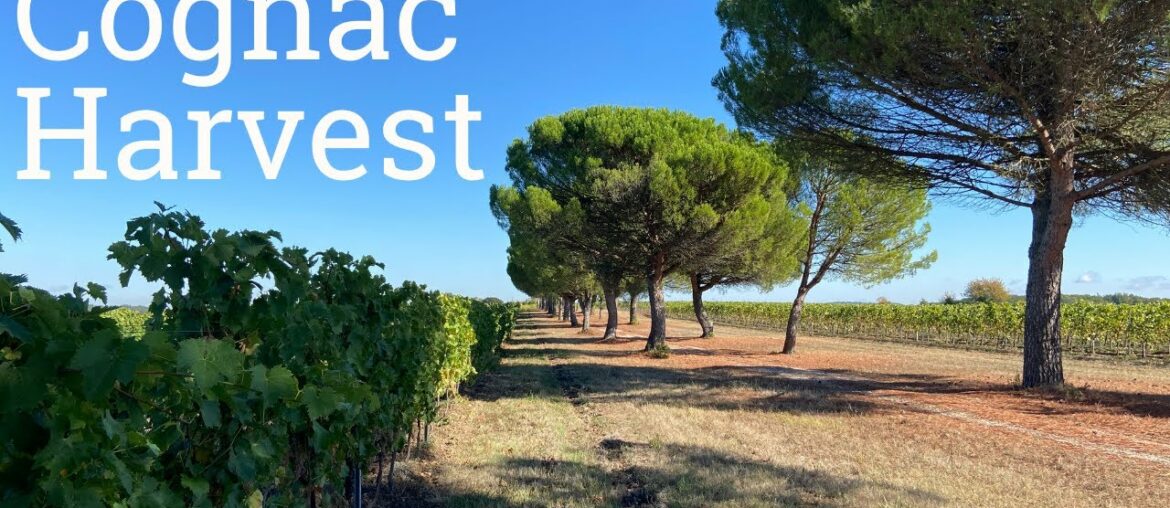 Cognac Harvest with Cognac Bertrand Cognac Harvest with Cognac Bertrand