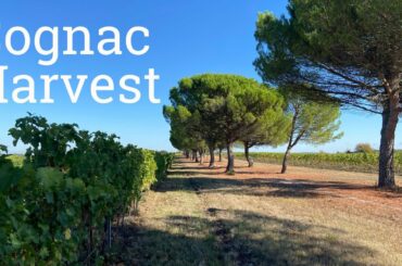 Cognac Harvest with Cognac Bertrand