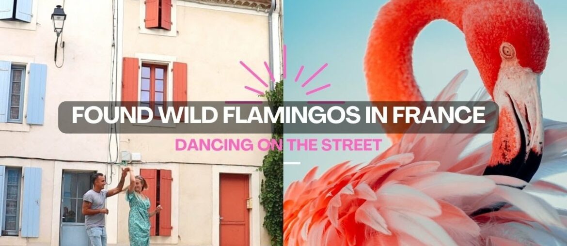 Waking up in the wine yards, exploring Gruissan, spotted wild flamingos | FAMILY VAN LIFE FRANCE