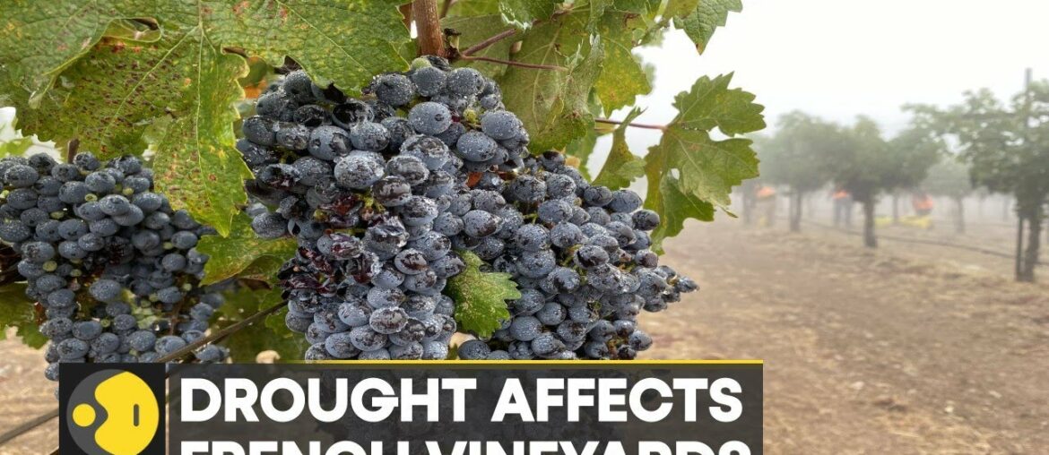 WION Climate Tracker | France: Warmer winters cause grape vines to produce early buds | English News WION Climate Tracker | France: Warmer winters cause grape vines to produce early buds | English News