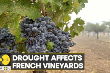 WION Climate Tracker | France: Warmer winters cause grape vines to produce early buds | English News