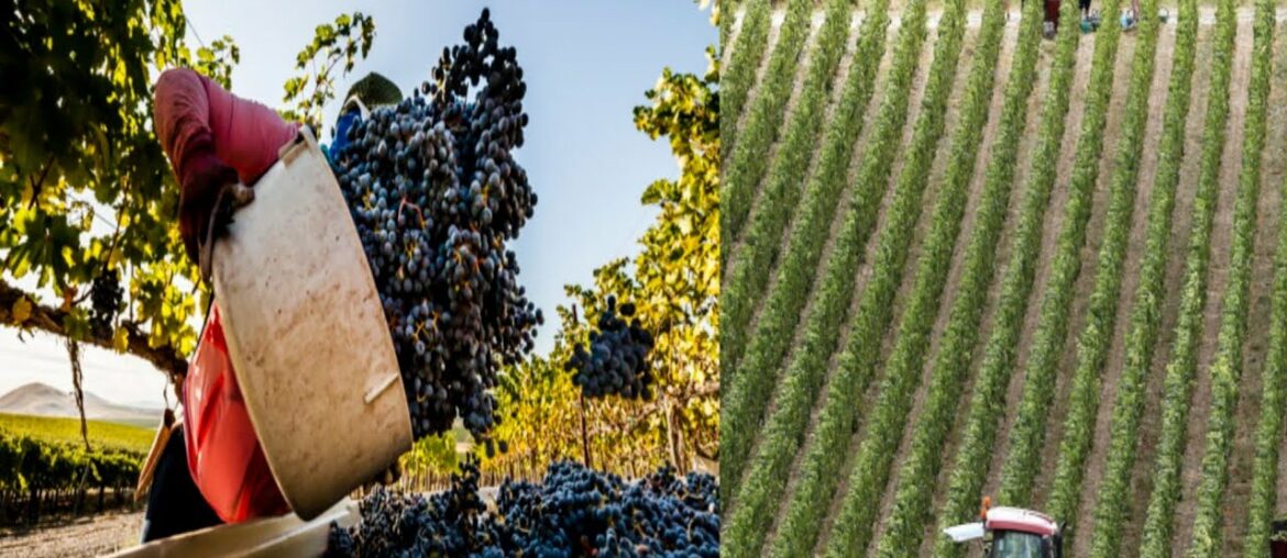 WINE HARVESTING PROCESS AND WINE DRINK INDUSTRY, WINE