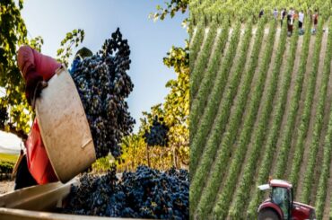 WINE HARVESTING PROCESS AND WINE DRINK INDUSTRY, WINE