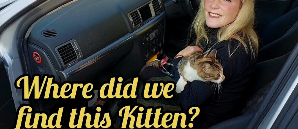 Ep 81 | We Rescue an Abandoned Kitten | Lime Mortar Continues | French Farmhouse Life |