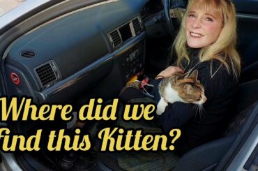 Ep 81 | We Rescue an Abandoned Kitten | Lime Mortar Continues | French Farmhouse Life |