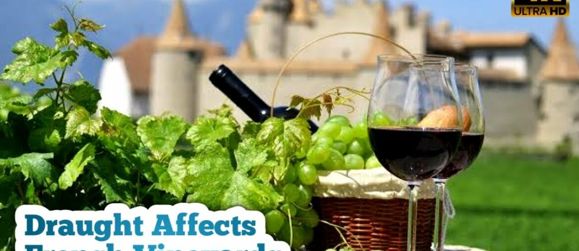 France: Warmer winters cause grape vines to produce early buds | HVM NEWS |