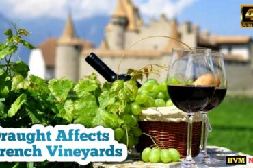 France: Warmer winters cause grape vines to produce early buds | HVM NEWS |