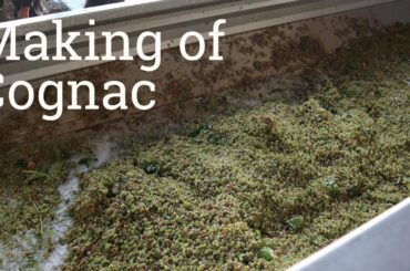 Making of Cognac - Cognac Bertrand