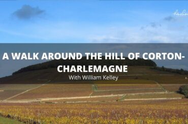 Weekend walk on the hill of Corton, Charlemagne with William Kelley