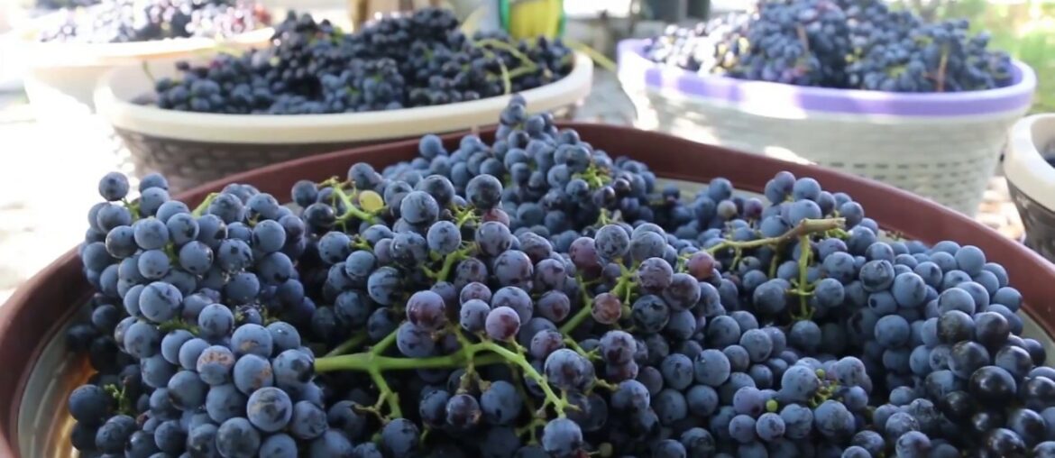 How To Make Natural Wine at Home (with subtitles)