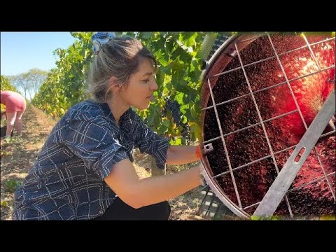 Discover How Wine is Made in Bordeaux – Step by Step Explanation/Fun Documentary Discover How Wine is Made in Bordeaux - Step by Step Explanation/Fun Documentary