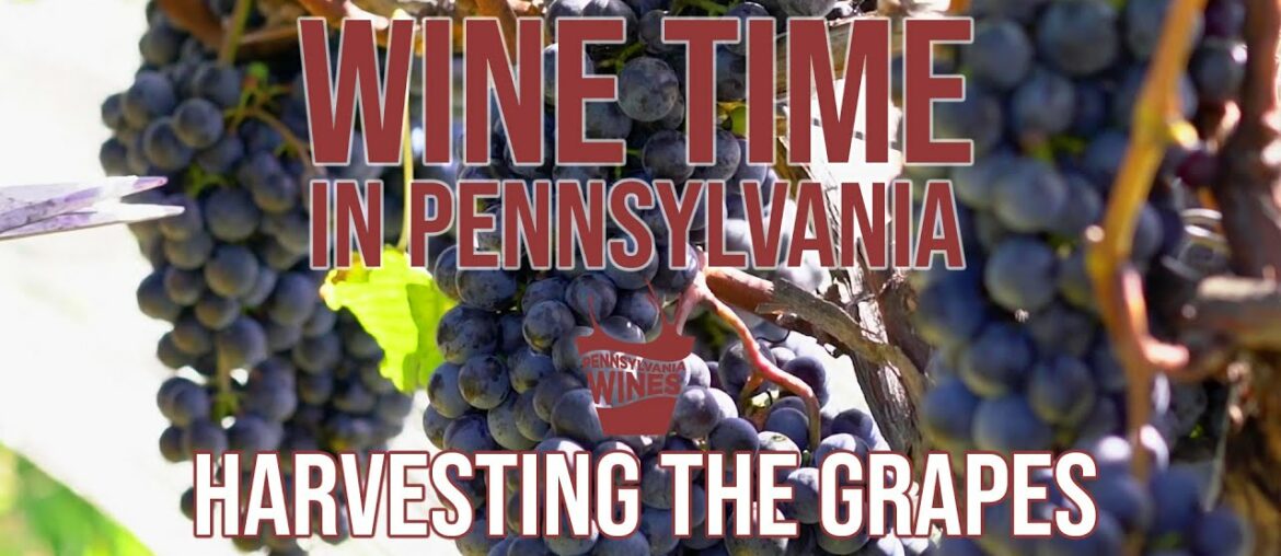 Harvesting the Grapes | Wine Time in Pennsylvania Episode 4 Harvesting the Grapes | Wine Time in Pennsylvania Episode 4