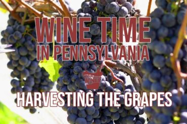 Harvesting the Grapes | Wine Time in Pennsylvania Episode 4