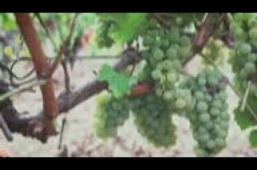 French vintners start harvest early amid drought