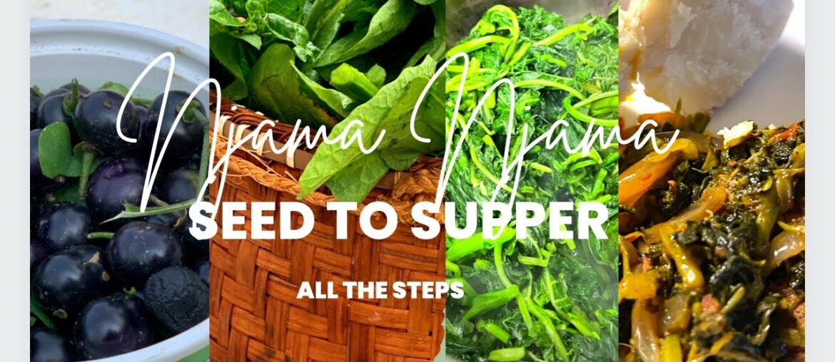 HOW TO GROW NJAMA NJAMA FROM SEED AT HOME | Garden Huckleberry | Ewa | Ogunmo | Nsugga HOW TO GROW NJAMA NJAMA FROM SEED AT HOME | Garden Huckleberry | Ewa | Ogunmo | Nsugga