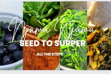 HOW TO GROW NJAMA NJAMA FROM SEED AT HOME | Garden Huckleberry | Ewa | Ogunmo | Nsugga