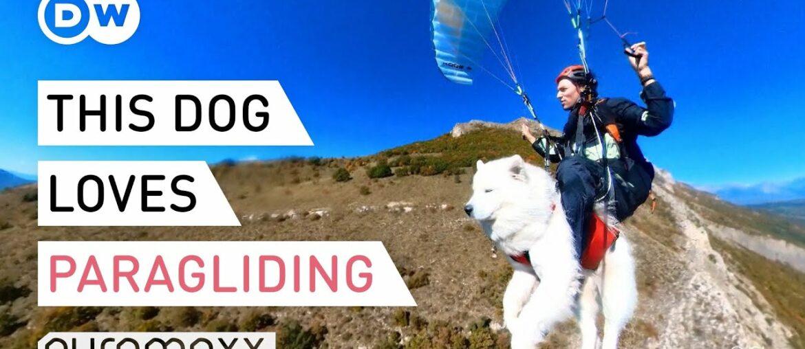 "Paragliding with my dog healed my depression" - Owner takes his pet sky high