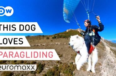 "Paragliding with my dog healed my depression" - Owner takes his pet sky high