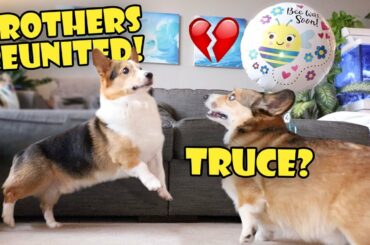 CORGI Brother's Reunion - Doesn't Go As Planned! || Life After College: Ep. 747