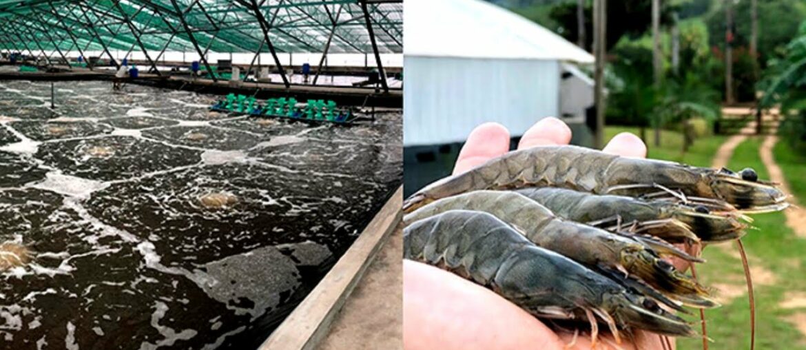 France's First Land-Based Shrimp Farm Uses 20% Less Food and Saves 99% Water France's First Land-Based Shrimp Farm Uses 20% Less Food and Saves 99% Water