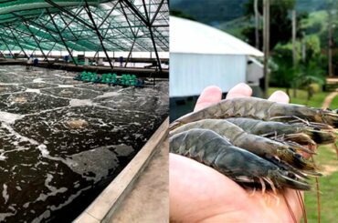 France's First Land-Based Shrimp Farm Uses 20% Less Food and Saves 99% Water