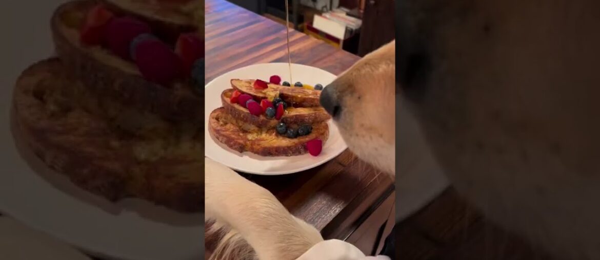 Can My Dog COOK Me Dinner? #dogsofyoutube #cutedogs #personalchef #health #shorts