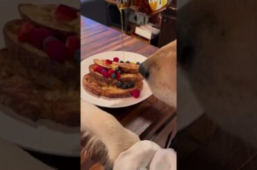 Can My Dog COOK Me Dinner? #dogsofyoutube #cutedogs #personalchef #health #shorts