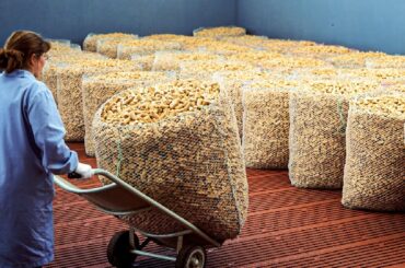 How It's Made Wine Cork - Harvesting 50 Million Cork Wine and Making Process in factory