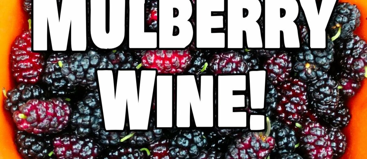 Let's Make Mulberry Wine with Whole Fruit from our Backyard Let's Make Mulberry Wine with Whole Fruit from our Backyard