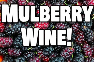 Let's Make Mulberry Wine with Whole Fruit from our Backyard