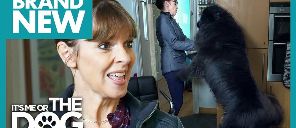 Excitable Giant Jumps Up at Guests! | It's Me Or The Dog