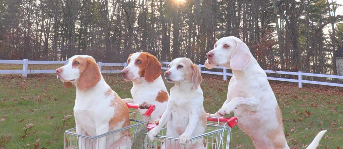 Dogs Double Date in Shopping Carts: Funny Dogs Maymo & Potpie Take Penny & Indie out to Eat
