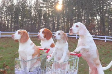 Dogs Double Date in Shopping Carts: Funny Dogs Maymo & Potpie Take Penny & Indie out to Eat