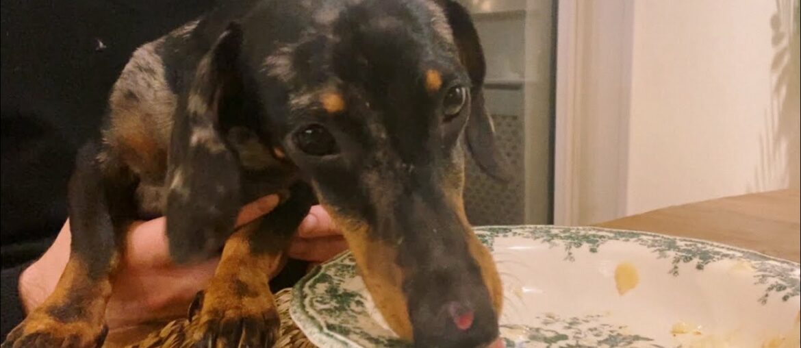 THIS MINI DACHSHUND PROVES HE LOVES FRENCH FOOD MORE THAN ANYONE ELSE! THIS MINI DACHSHUND PROVES HE LOVES FRENCH FOOD MORE THAN ANYONE ELSE!