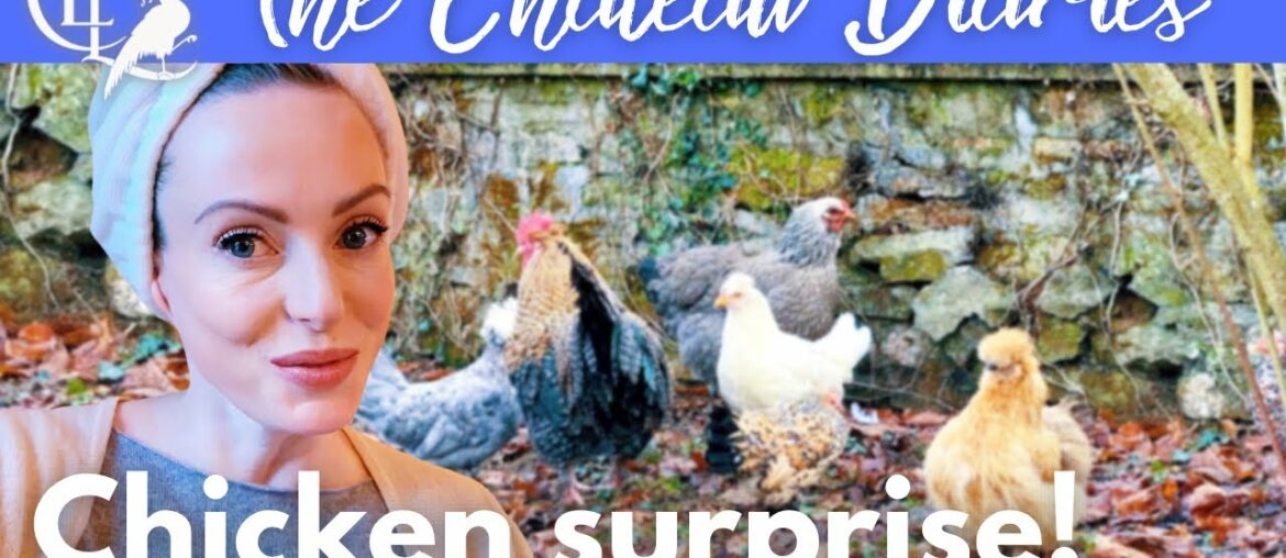 CHRISTMAS comes for the CHATEAU CHICKENS CHRISTMAS comes for the CHATEAU CHICKENS